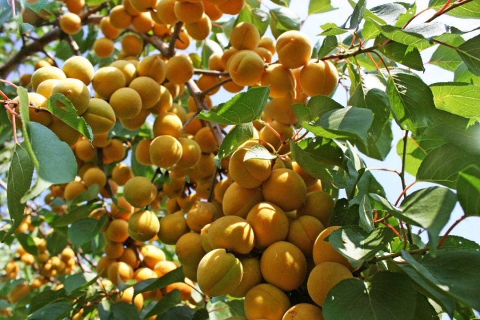 Абрикос знаходка