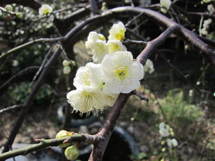 Японская слива умэ