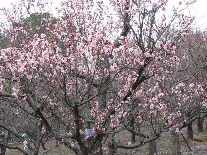 Magnolia soulangeana