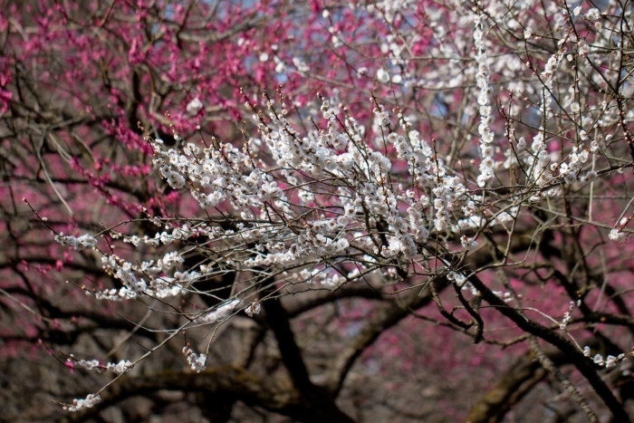 Цветение сакуры