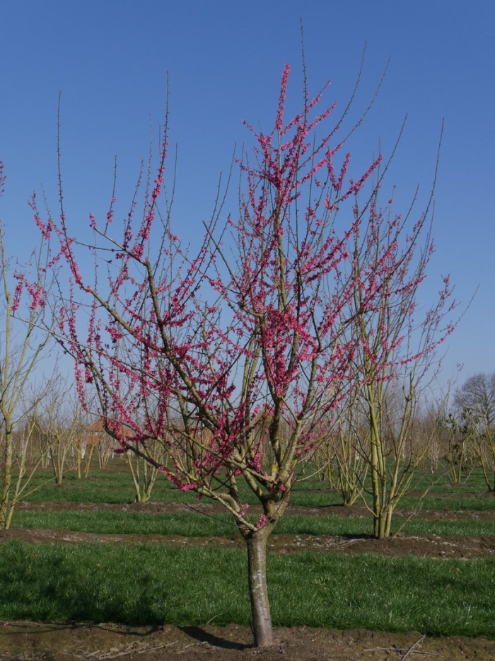 Cercis chinensis 'avondale'