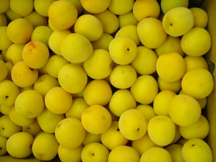 Жёлтая слива