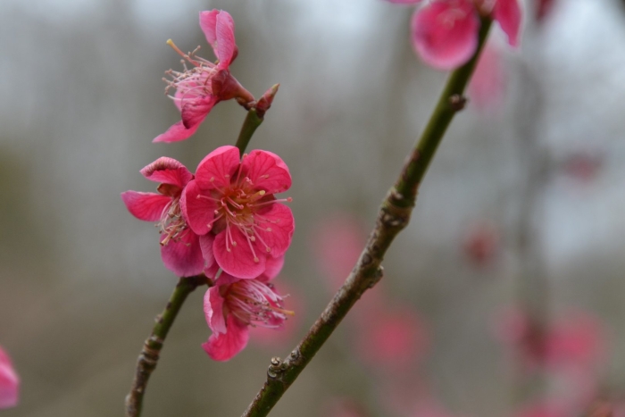 Цветение сливы