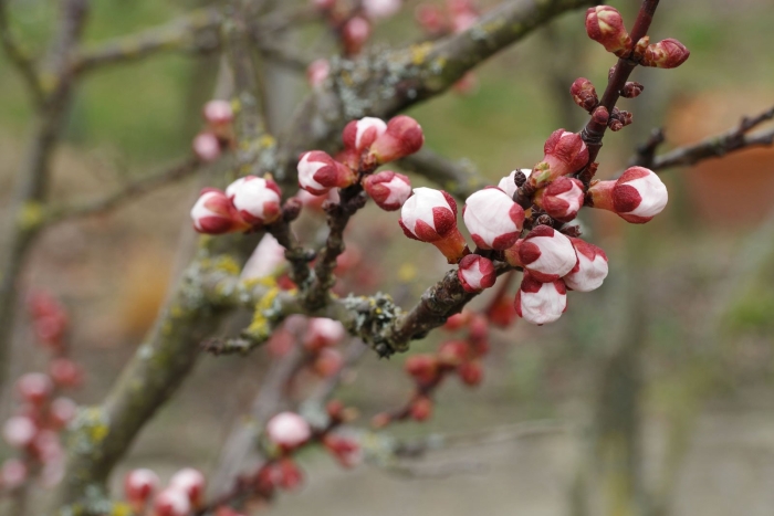 Цветочные почки абрикоса