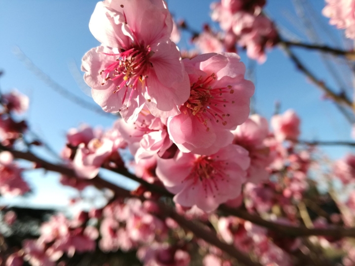 Цветущее персиковое дерево