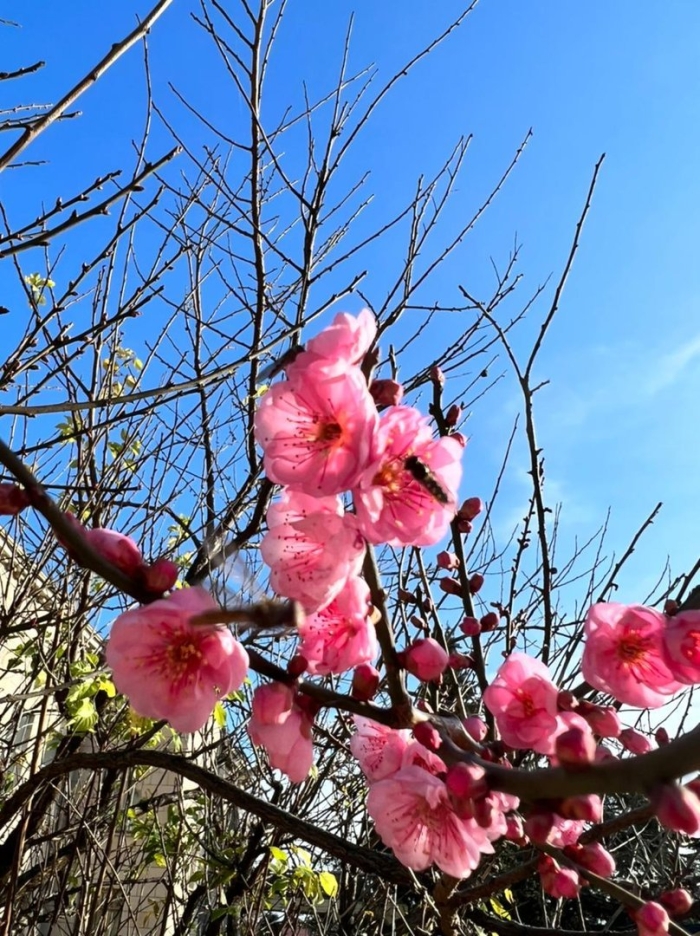 Никитский ботанический сад сакура