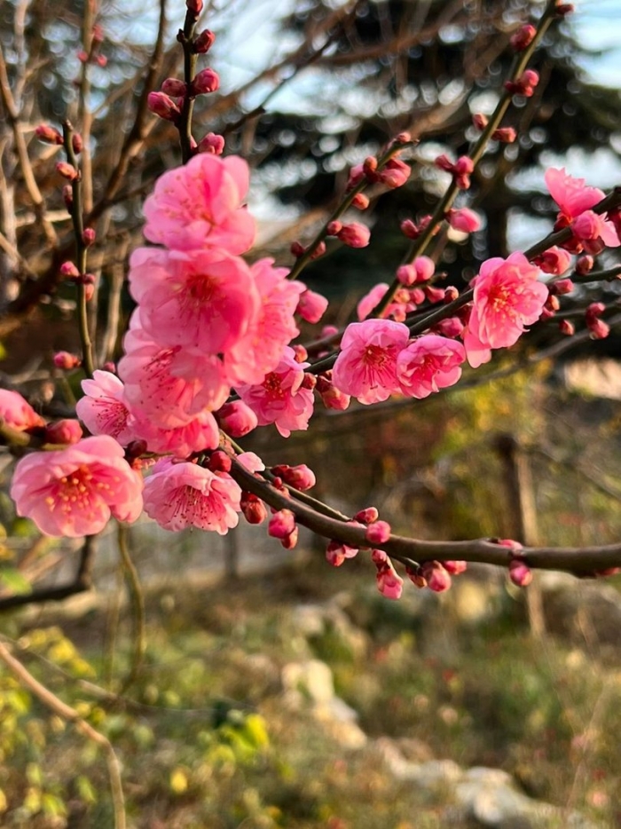 Абрикос муме в никитском саду