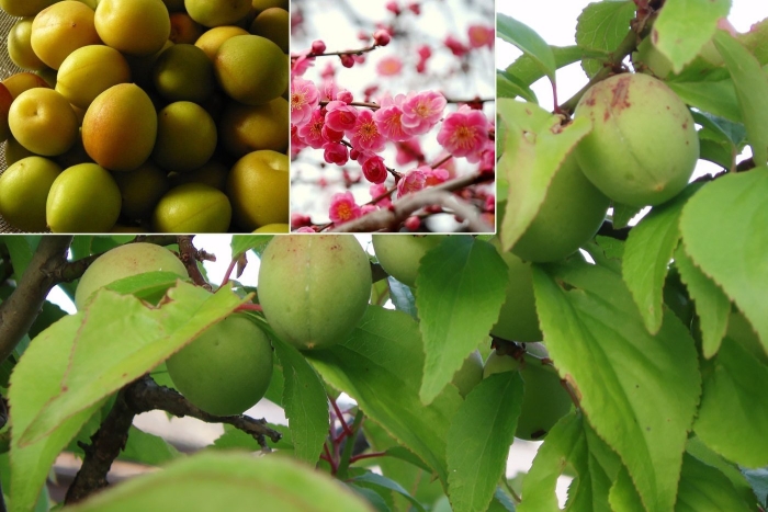 Абрикос плод