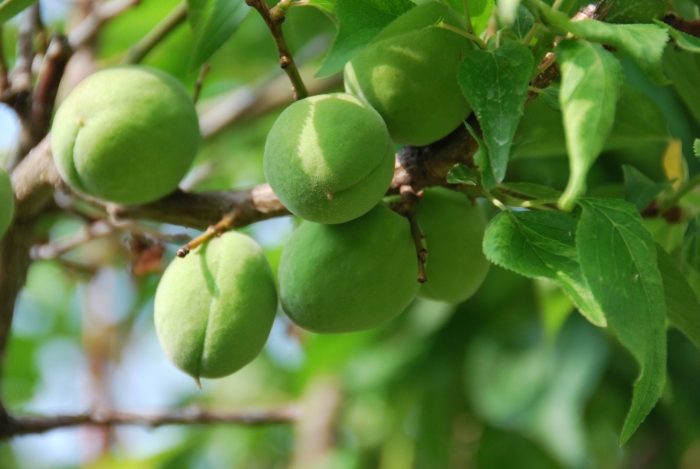 Абрикос зеленый