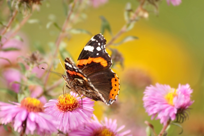 Бабочка адмирал