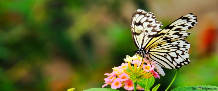 Idea leuconoe бабочка