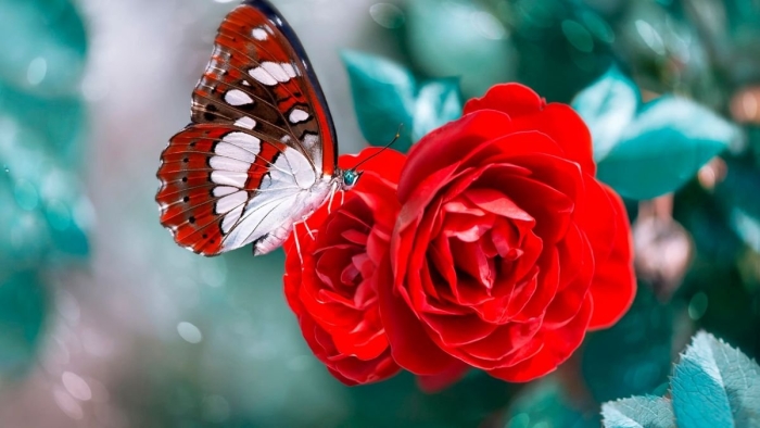 Бабочка на розе