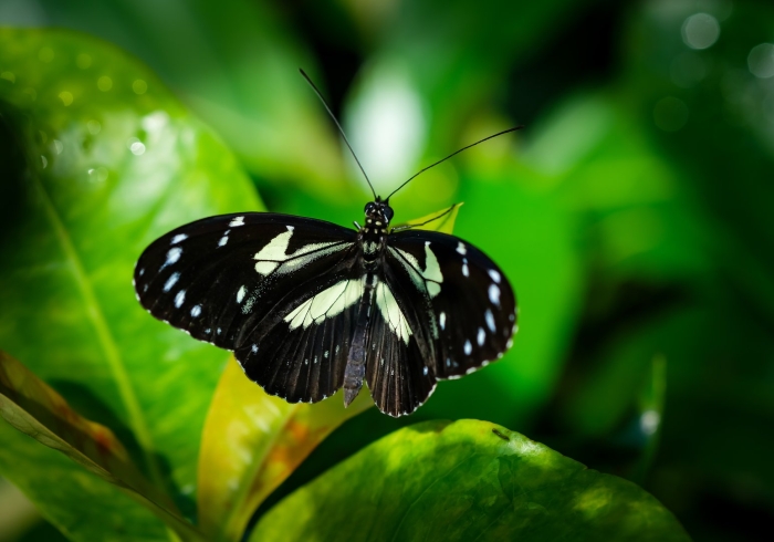 Бабочка макро