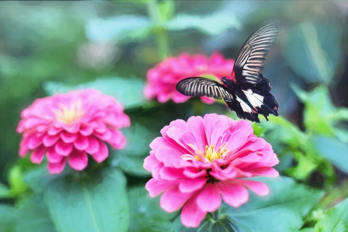 Цветок и бабочка