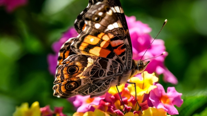 Репейница бабочка