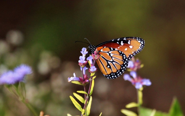 Бабочка цветок