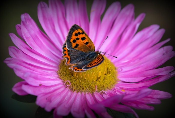 Червонец пятнистый бабочка