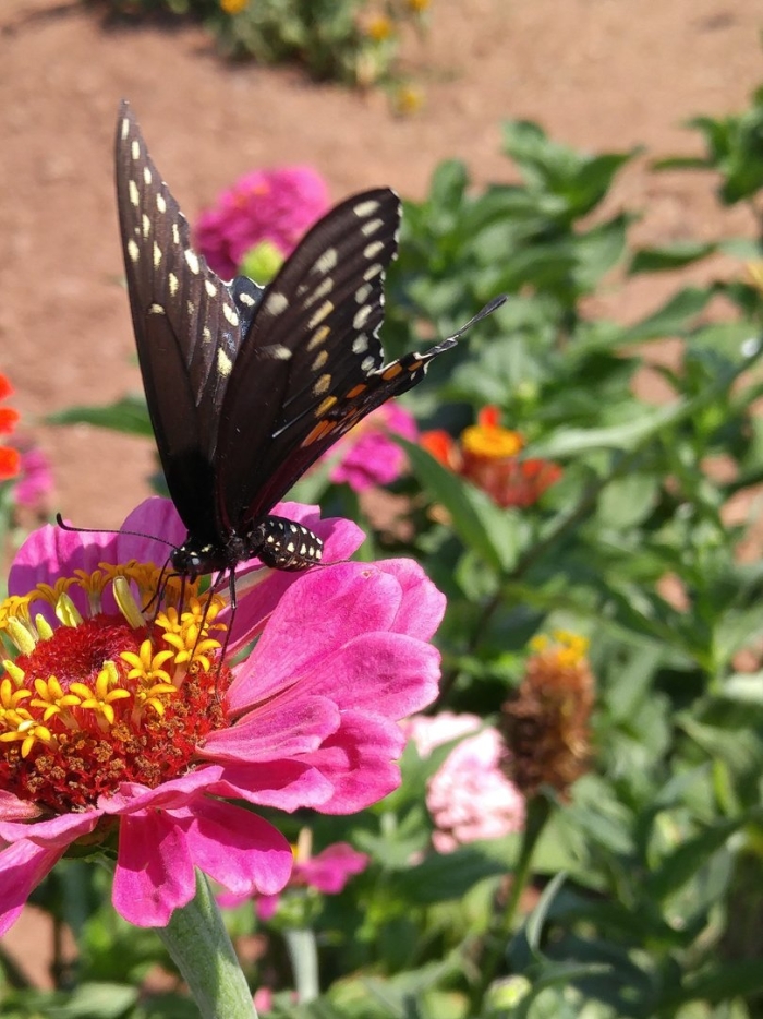 Black swallowtail butterfly
