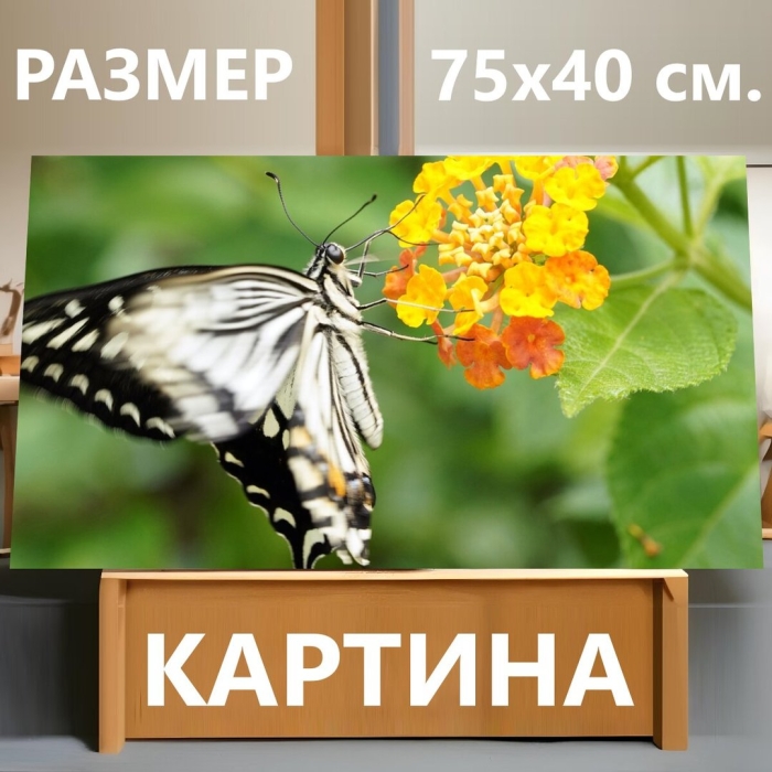 Подалирий бабочка