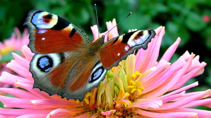 Бабочка дневной павлиний глаз