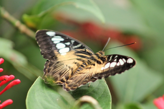 Parthenos sylvia бабочка