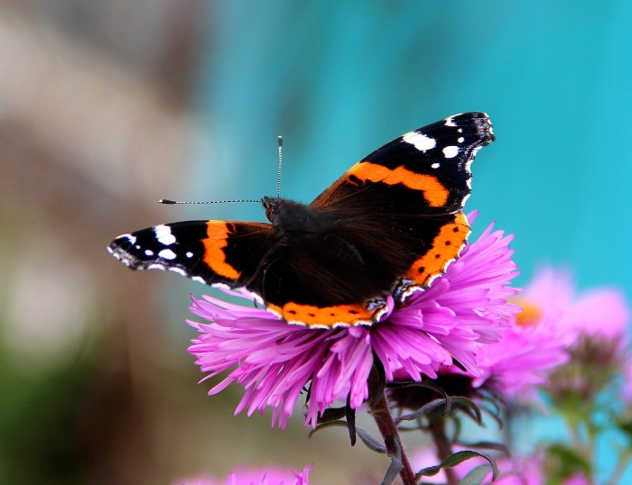 Бабочка красный адмирал