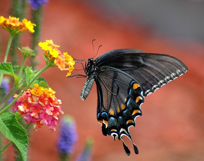 Black swallowtail бабочка