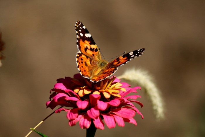 Цветок и бабочка