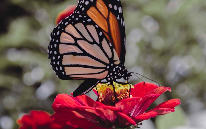 Бабочка монарх