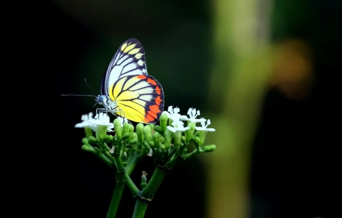 Бабочка делия тисбе
