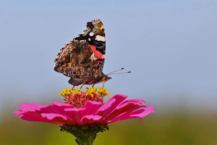 Адмирал (бабочка) нимфалиды