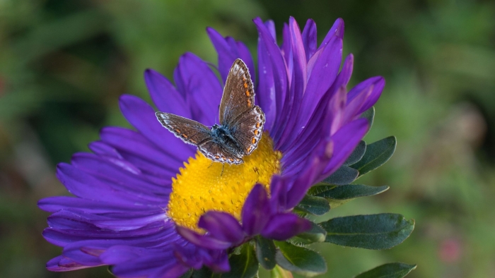 Бабочки на астрах