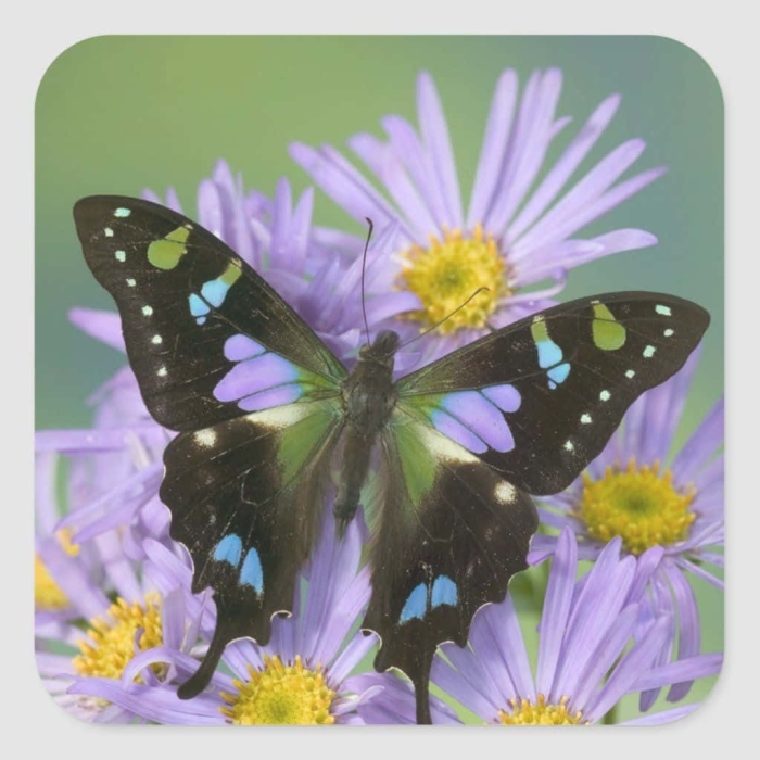 Графия веска бабочка