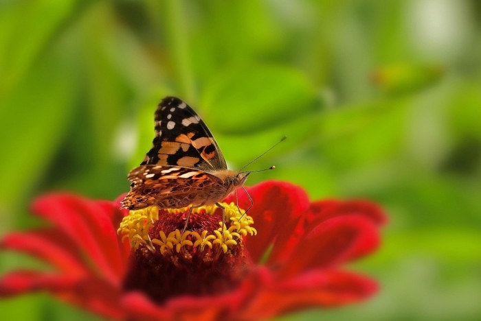 Бабочка на цветах