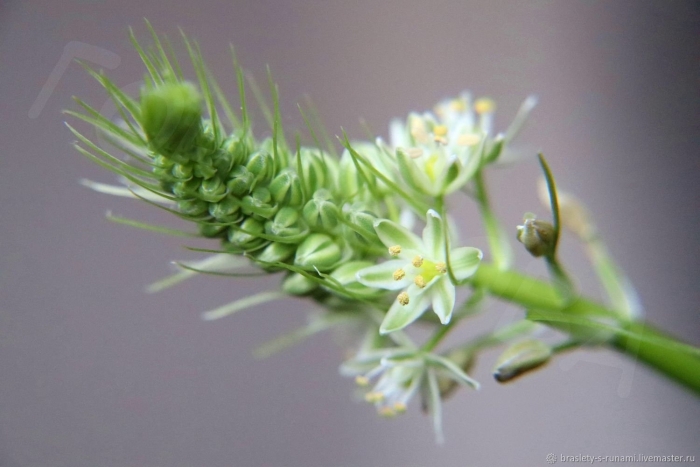 Птицемлечник хвостатый