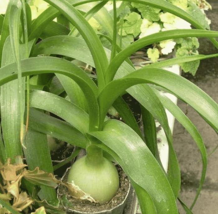 Индийский лук птицемлечник лечебный