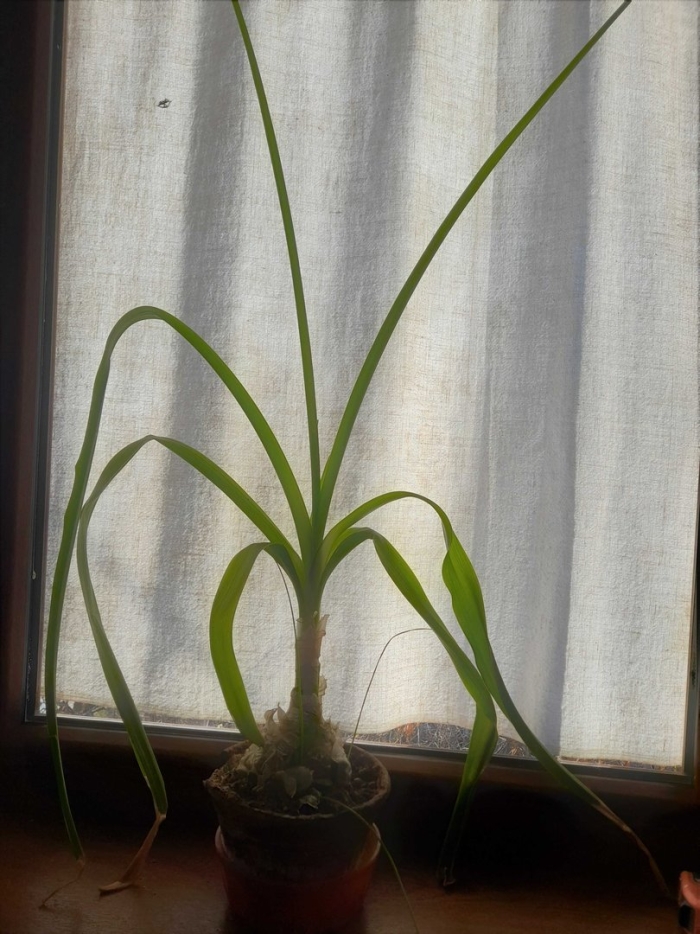 Гиппеаструм индийский лук