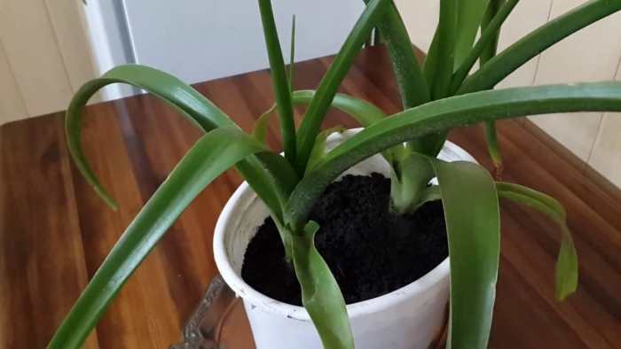 Индийский лук птицемлечник лечебный