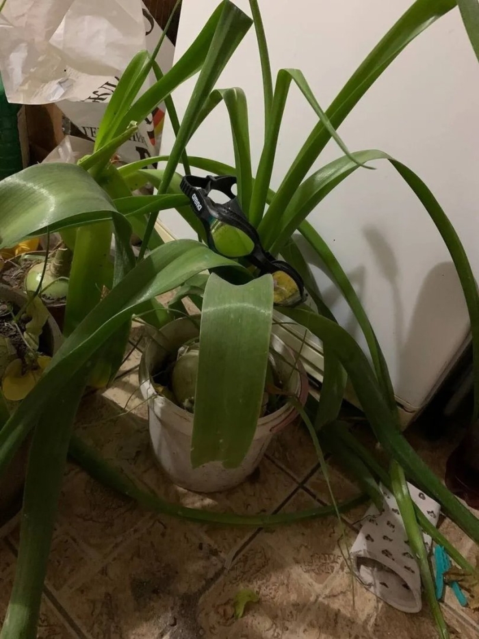 Индийский лук цветок