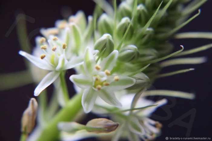 Птицемлечник альба