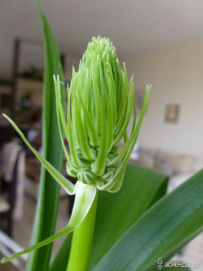 Индийский лук птицемлечник