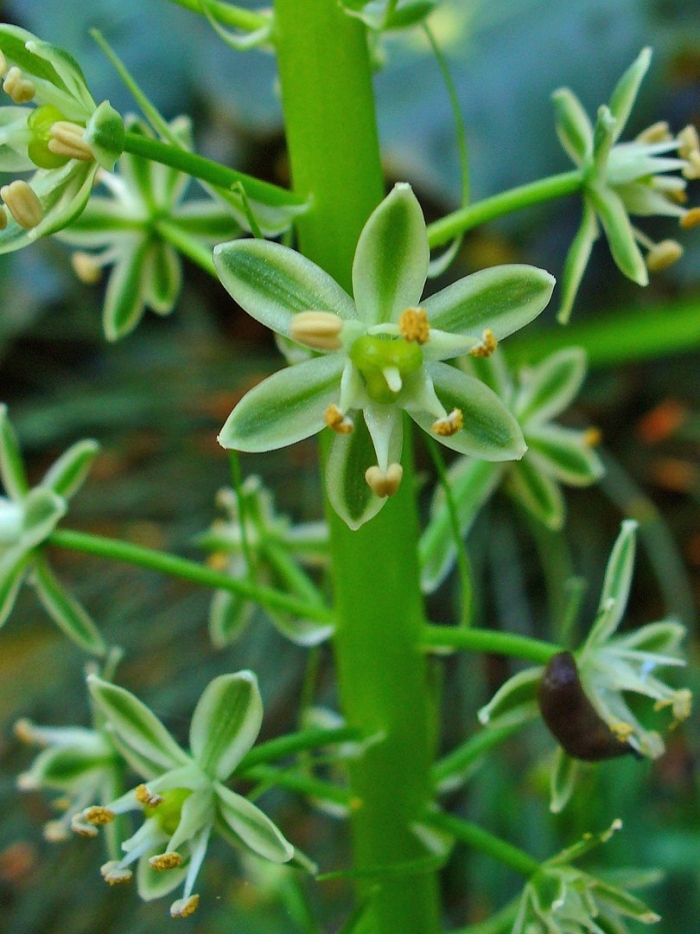 Ornithogalum pyrenaicum