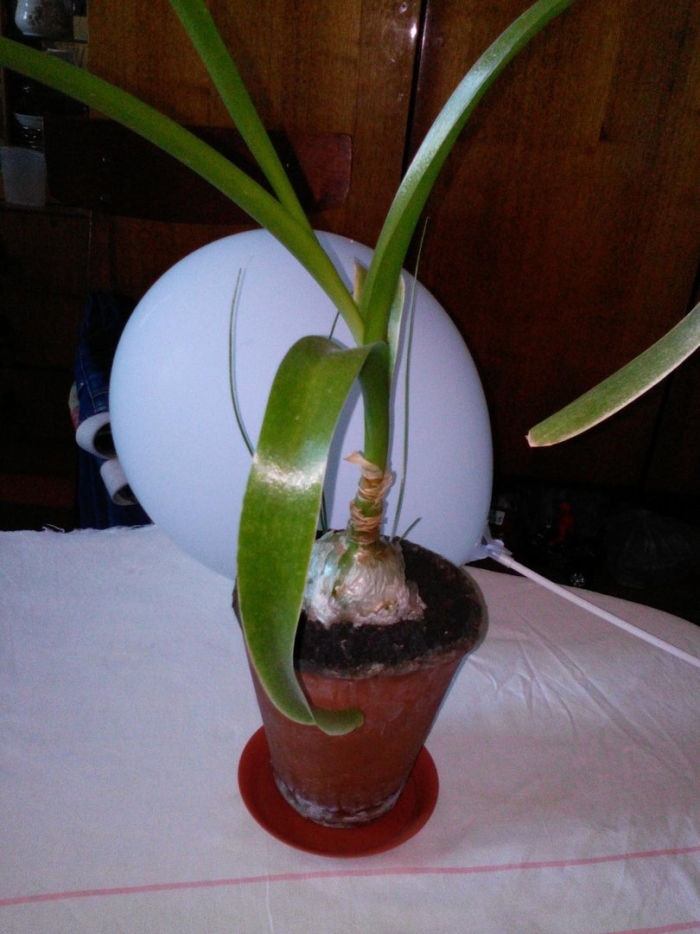 Индийский лук птицемлечник хвостатый