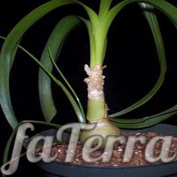 Индийский лук птицемлечник лечебный