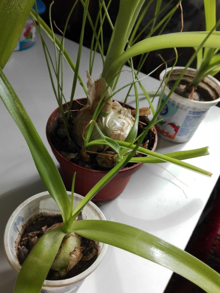 Индийский лук птицемлечник хвостатый