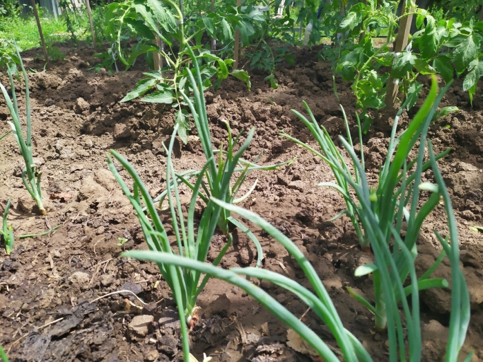 Лук на грядке