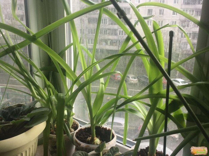 Индийский лук птицемлечник лечебный