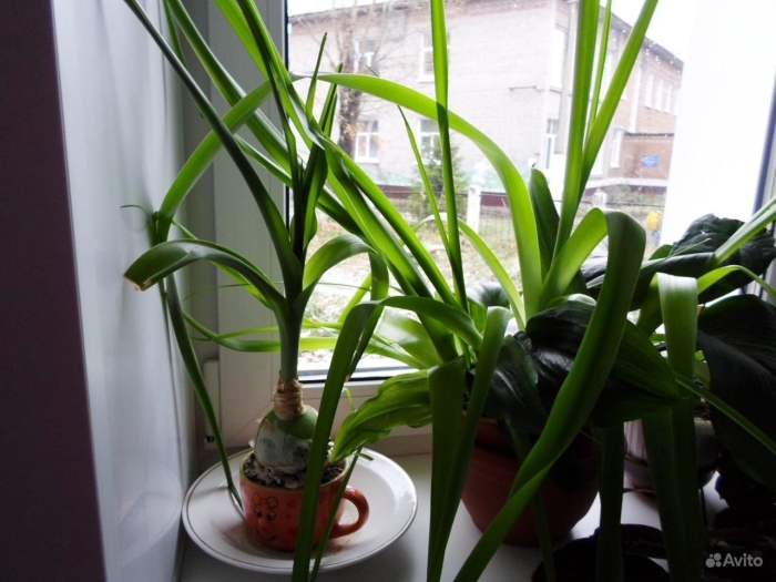 Индийский лук птицемлечник лечебный золотой ус