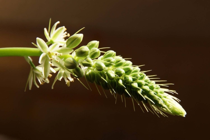 Птицемлечник хвостатый