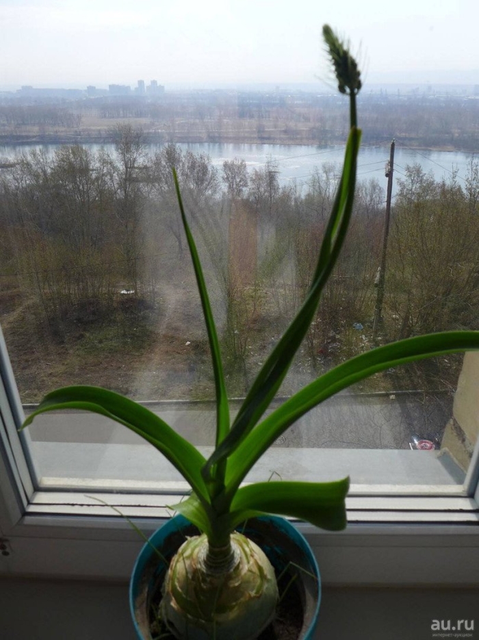 Индийский лук птицемлечник